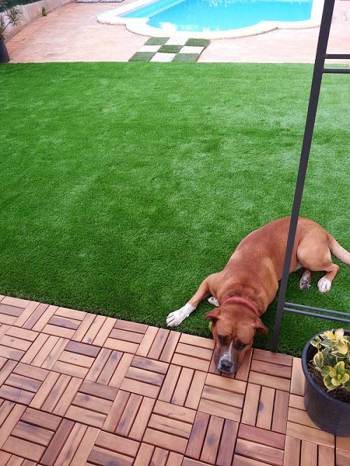 Cesped artificial mascotas. Nuestro Lima 40 para perros Cesped artificial mascotas. Nuestro Lima 40 para perros
