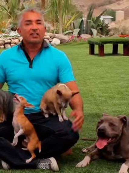 cesped artificial pet pro barato patrocinado por cesar millan