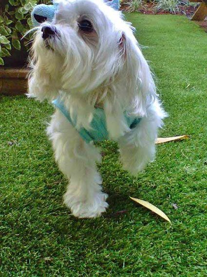 cesped artificial barato antibacteriano para mascotas cesped artificial barato antibacteriano para mascotas