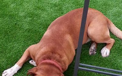 CONSEJOS PARA CESPED ARTIFICIAL Y MASCOTAS