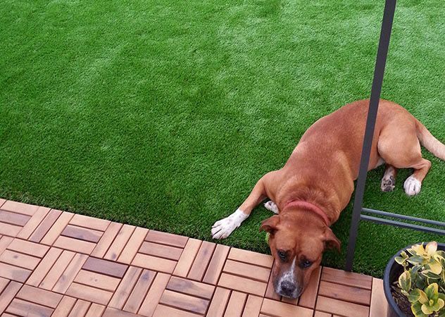 algunos consejos cesped artificial y mascotas