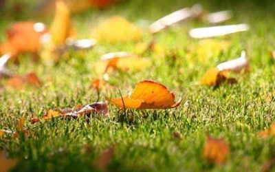 ¡AL MAL TIEMPO, BUENA CARA! DALE CALOR A TU JARDÍN