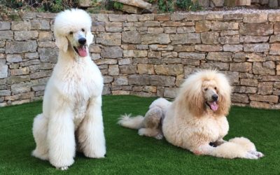 CÉSPED ARTIFICIAL PARA MASCOTAS