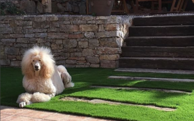 ¿Mis mascotas destruirán el césped artificial?