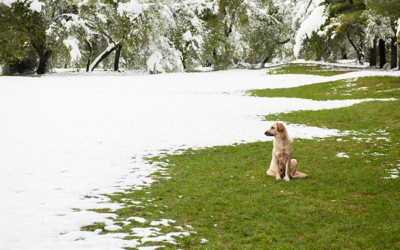 ¿Se pude instalar césped artificial durante el invierno?