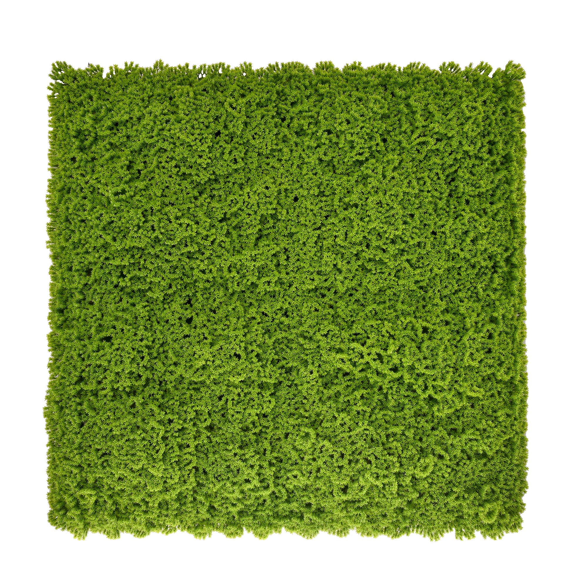 JARDÍN VERTICAL MUSGO